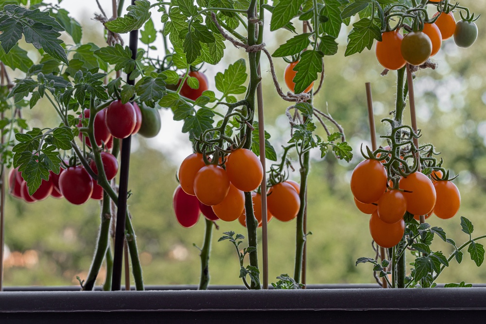 9 Vegetables That Give You the Most Food for the Least Garden Space