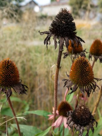 Don’t Throw Away Those Dead Flower Heads — They Could Save You Money Next Spring