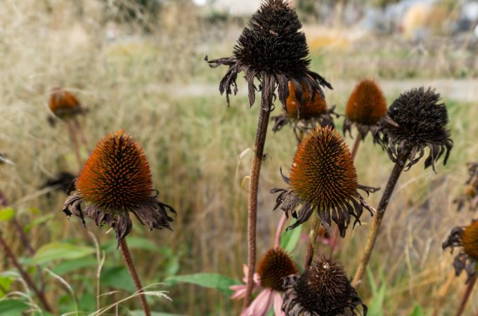 Don’t Throw Away Those Dead Flower Heads — They Could Save You Money Next Spring