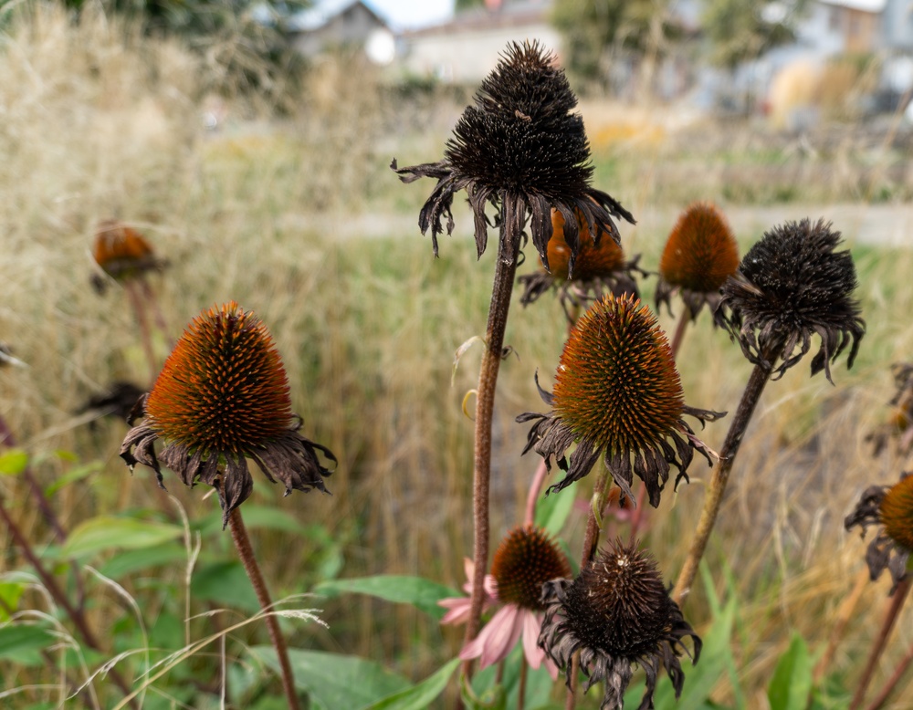 Don’t Throw Away Those Dead Flower Heads — They Could Save You Money Next Spring