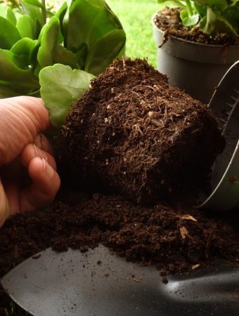 cheap potting soil