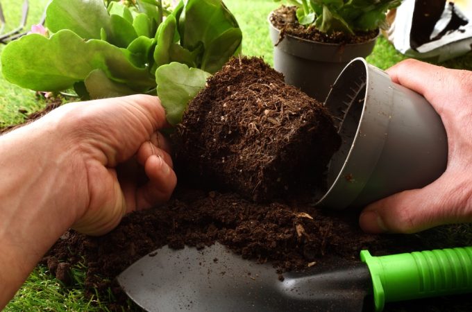 cheap potting soil