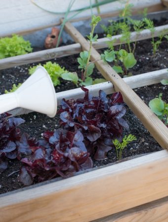 Your Grocery Bill May Help Decide What Belongs in Your Fall Garden
