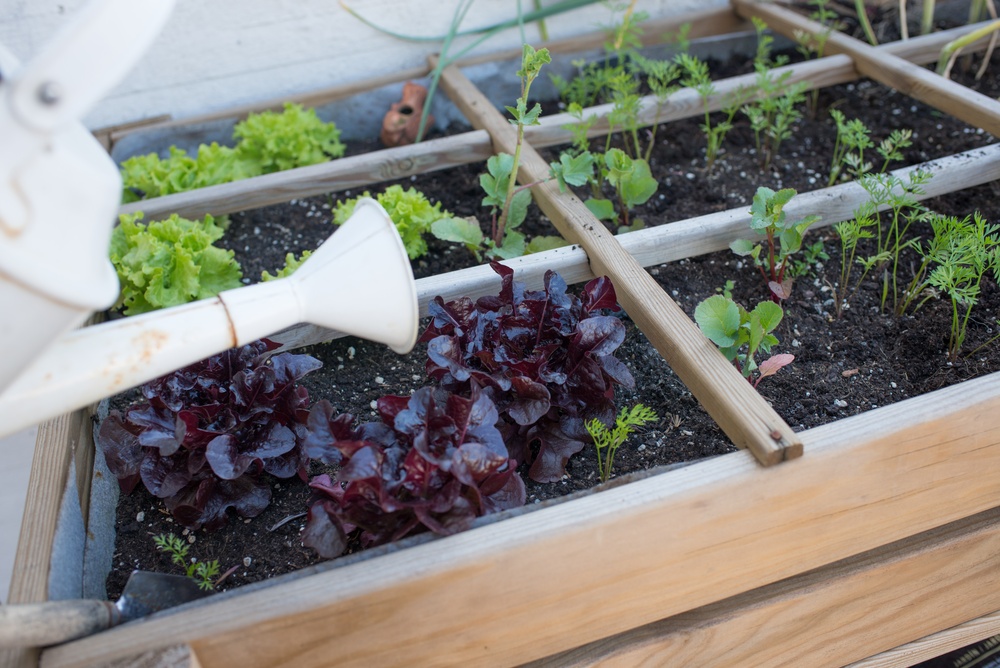 Your Grocery Bill May Help Decide What Belongs in Your Fall Garden