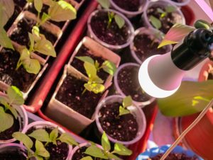 seed starting cost