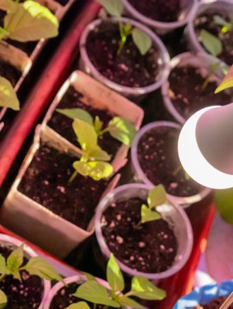 seed starting cost