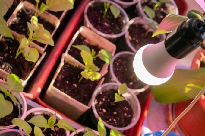 seed starting cost