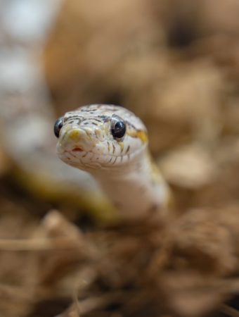garden snake safety
