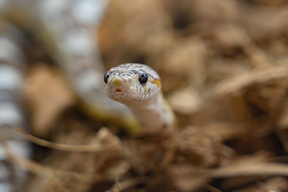 garden snake safety