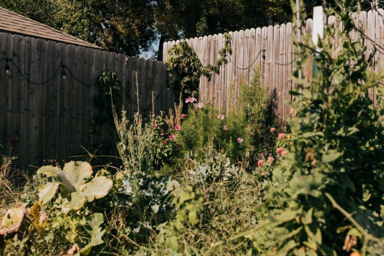 pollinator-friendly fall garden