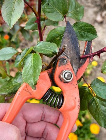 Stop Pruning These Plants in September — You Could Make Winter Damage Worse