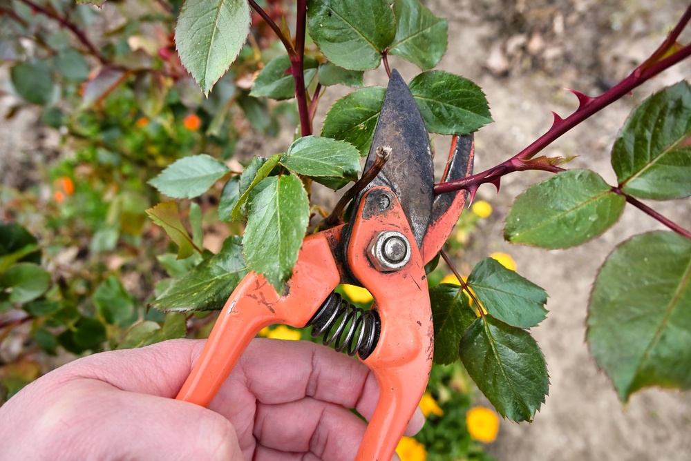 Stop Pruning These Plants in September — You Could Make Winter Damage Worse