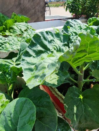 7 Fall Crops You Can Grow in Containers Instead of Buying Raised Beds