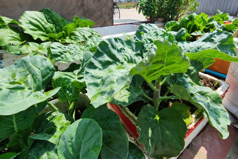 7 Fall Crops You Can Grow in Containers Instead of Buying Raised Beds