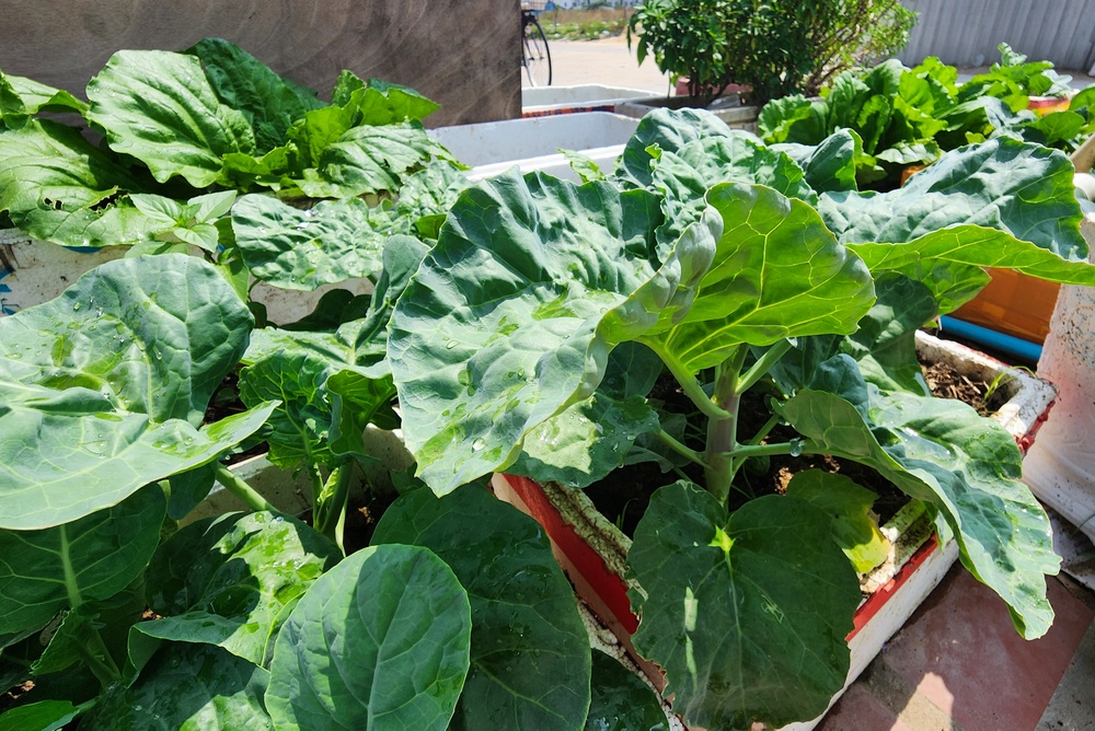 7 Fall Crops You Can Grow in Containers Instead of Buying Raised Beds