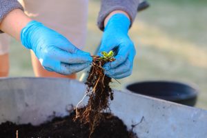 10 Perennials You Can Divide This Fall Instead of Buying More Plants