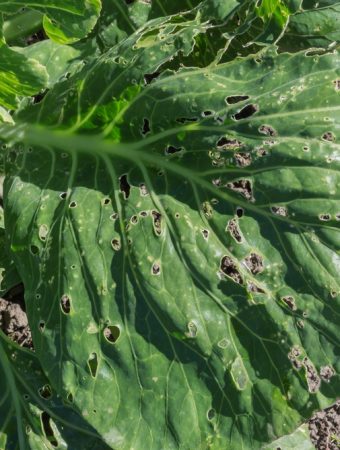 Those Tiny Holes in Your Fall Vegetables Are Trying to Tell You Something