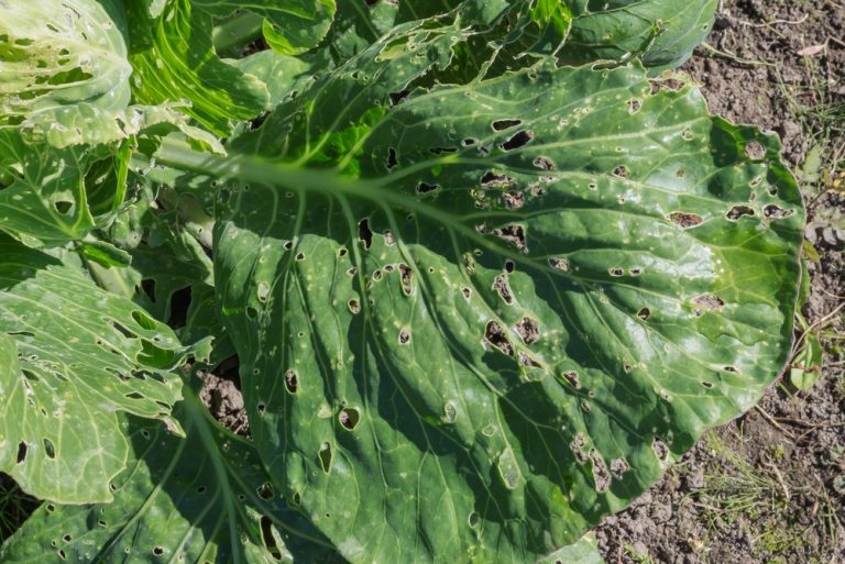 Those Tiny Holes in Your Fall Vegetables Are Trying to Tell You Something