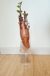 growing sweet potatoes from scraps