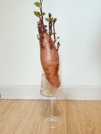 growing sweet potatoes from scraps