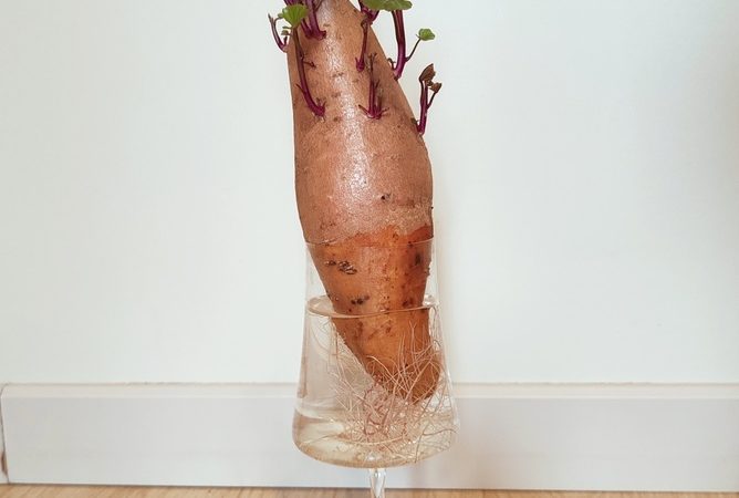 growing sweet potatoes from scraps