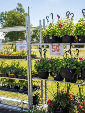 Garden Centers Are Starting to Clear Shelves, but Not Every Discount Is Worth It