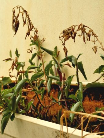 dead garden plants