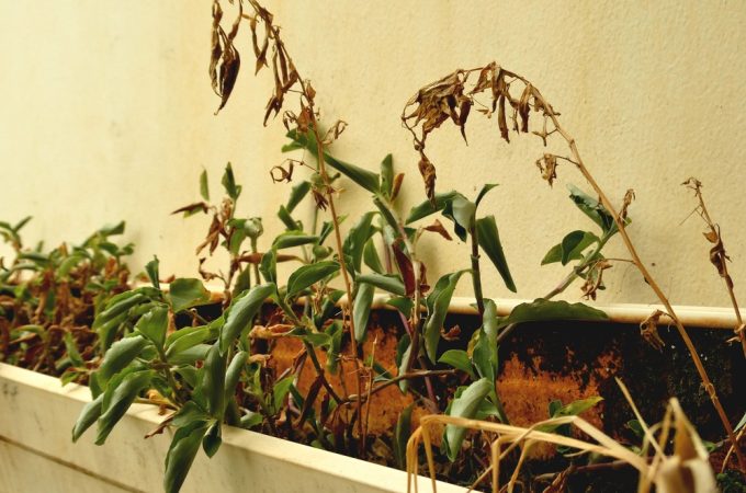 dead garden plants