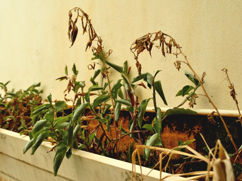dead garden plants
