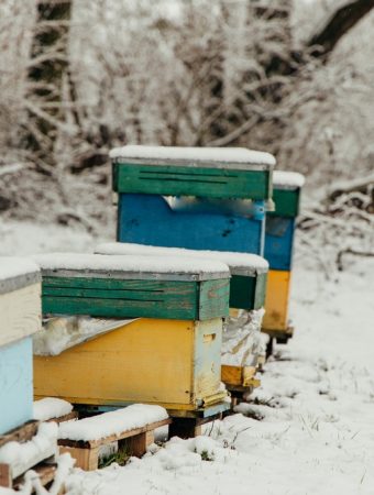 winter habitat for bees