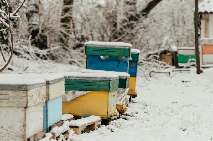 winter habitat for bees