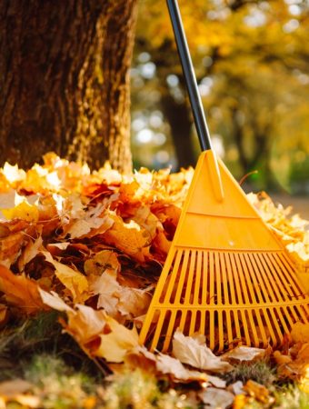 Fall Leaves Could Replace Something You’re Paying for at the Garden Center