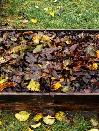 free leaf mulch