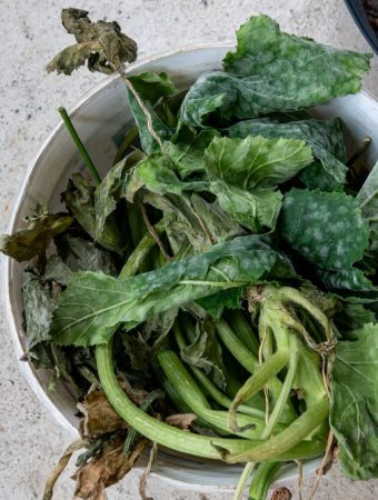 compost powdery mildew leaves