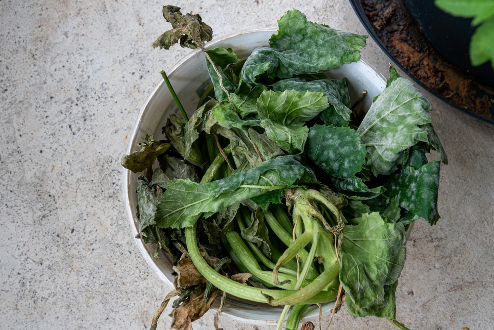 compost powdery mildew leaves