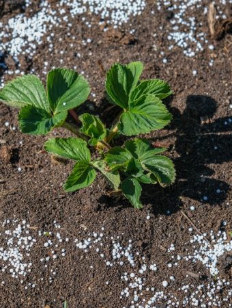 fertilizing plants before winter