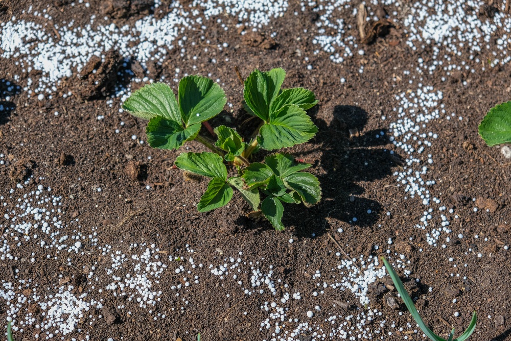 fertilizing plants before winter