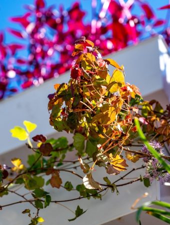 planting clearance perennials in fall