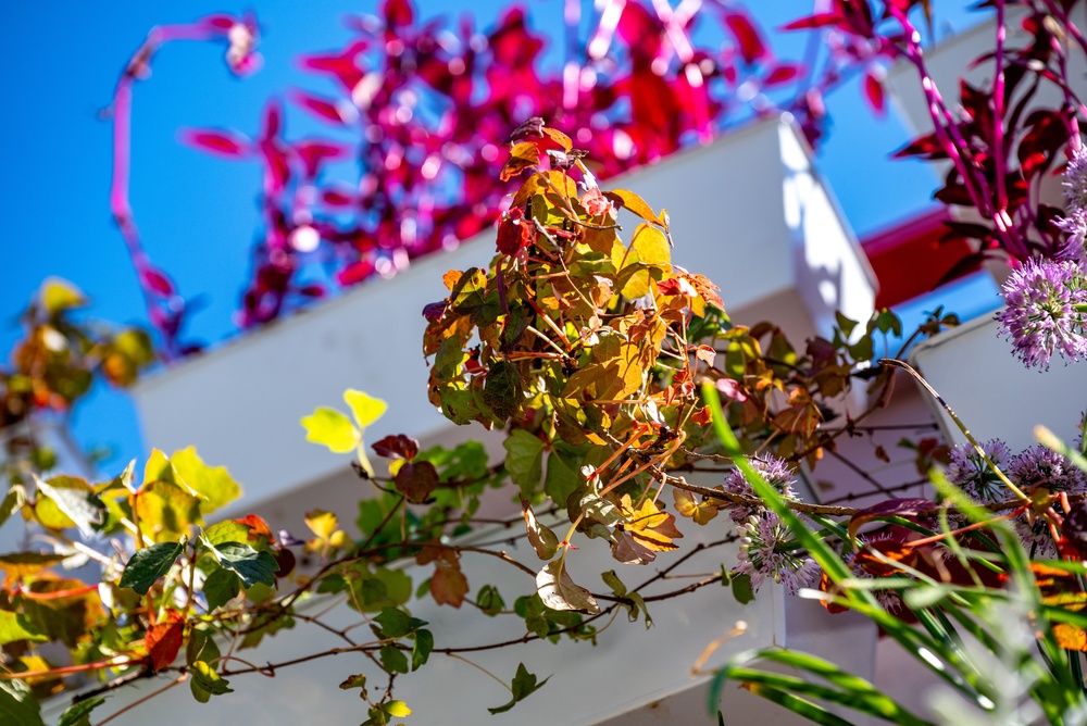 planting clearance perennials in fall