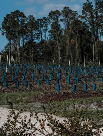 Tree guards for winter