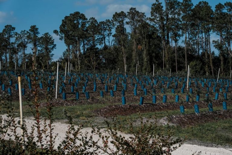 Tree guards for winter