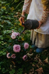 Fall rose care