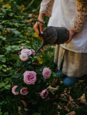 Fall rose care