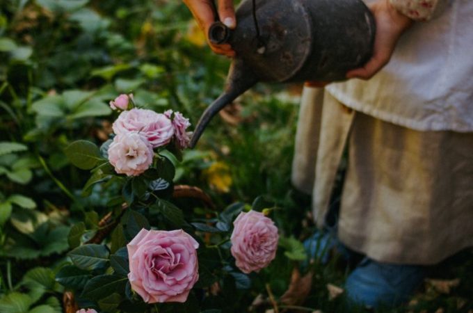Fall rose care