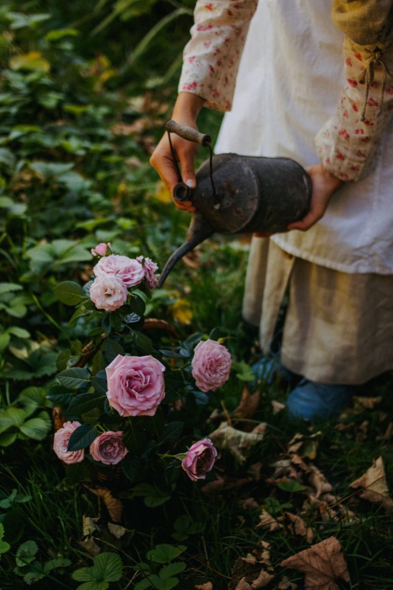 Fall rose care