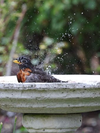 How to clean birdbaths before winter