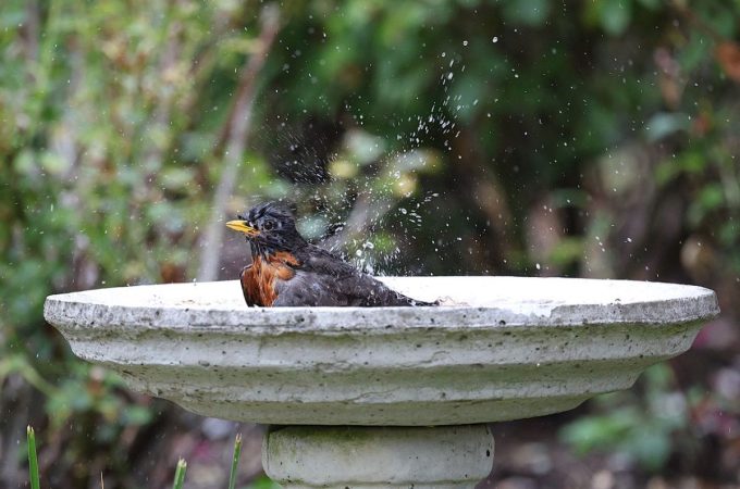 How to clean birdbaths before winter