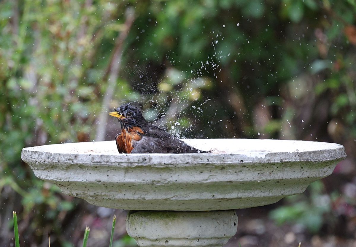 How to clean birdbaths before winter