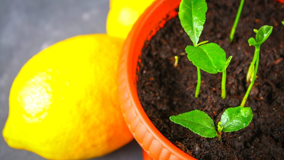 growing lemon trees from seeds