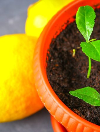 growing lemon trees from seeds